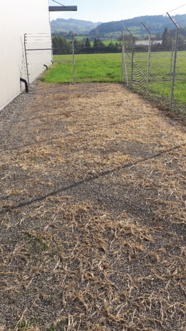 Unkrautbekämpfung ohne Chemie